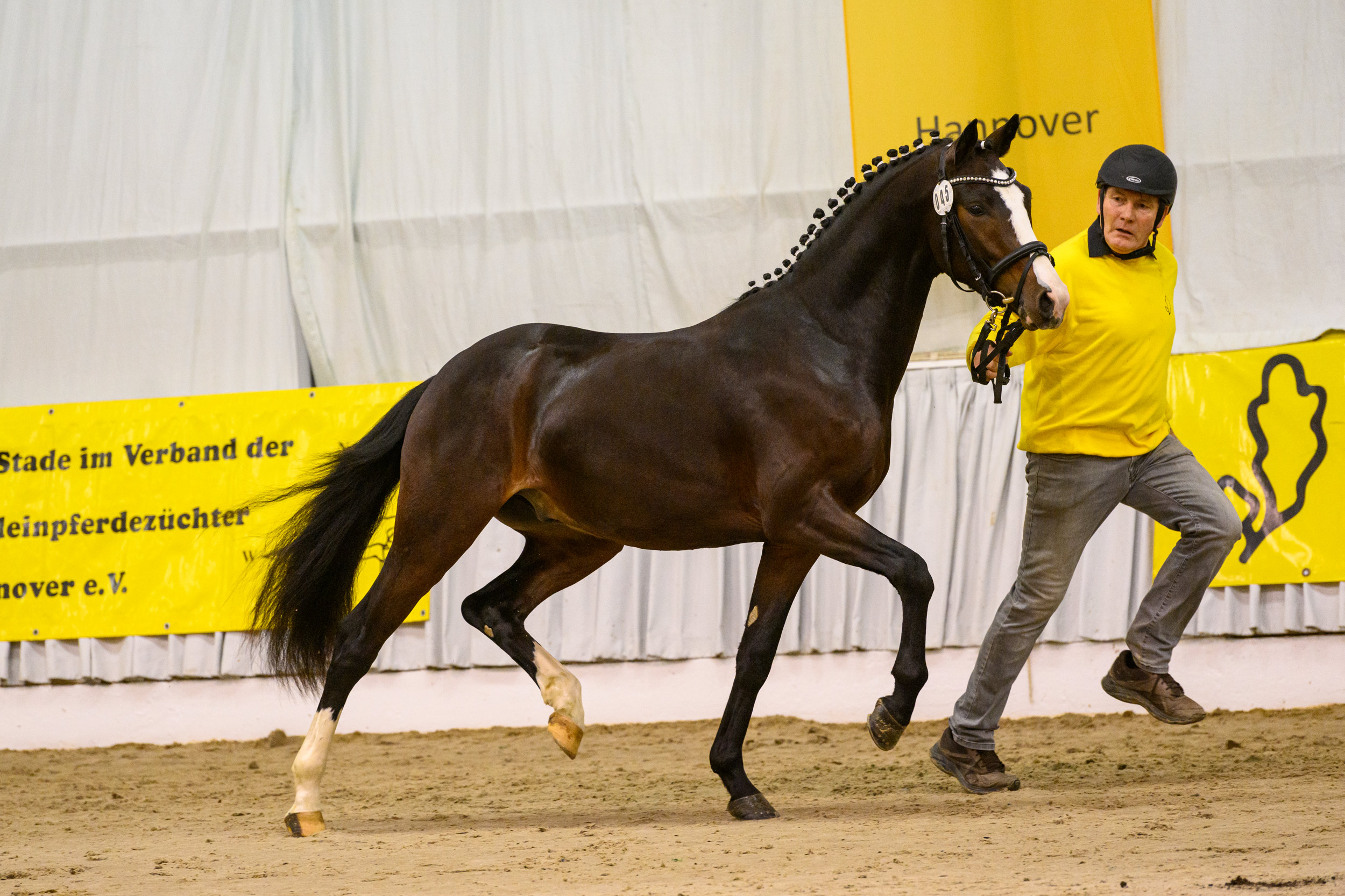 45 Hengst v Kent Nagano WE Hemingway B Verden 22 TBE 1139 EQUITARIS BECKER 2500px