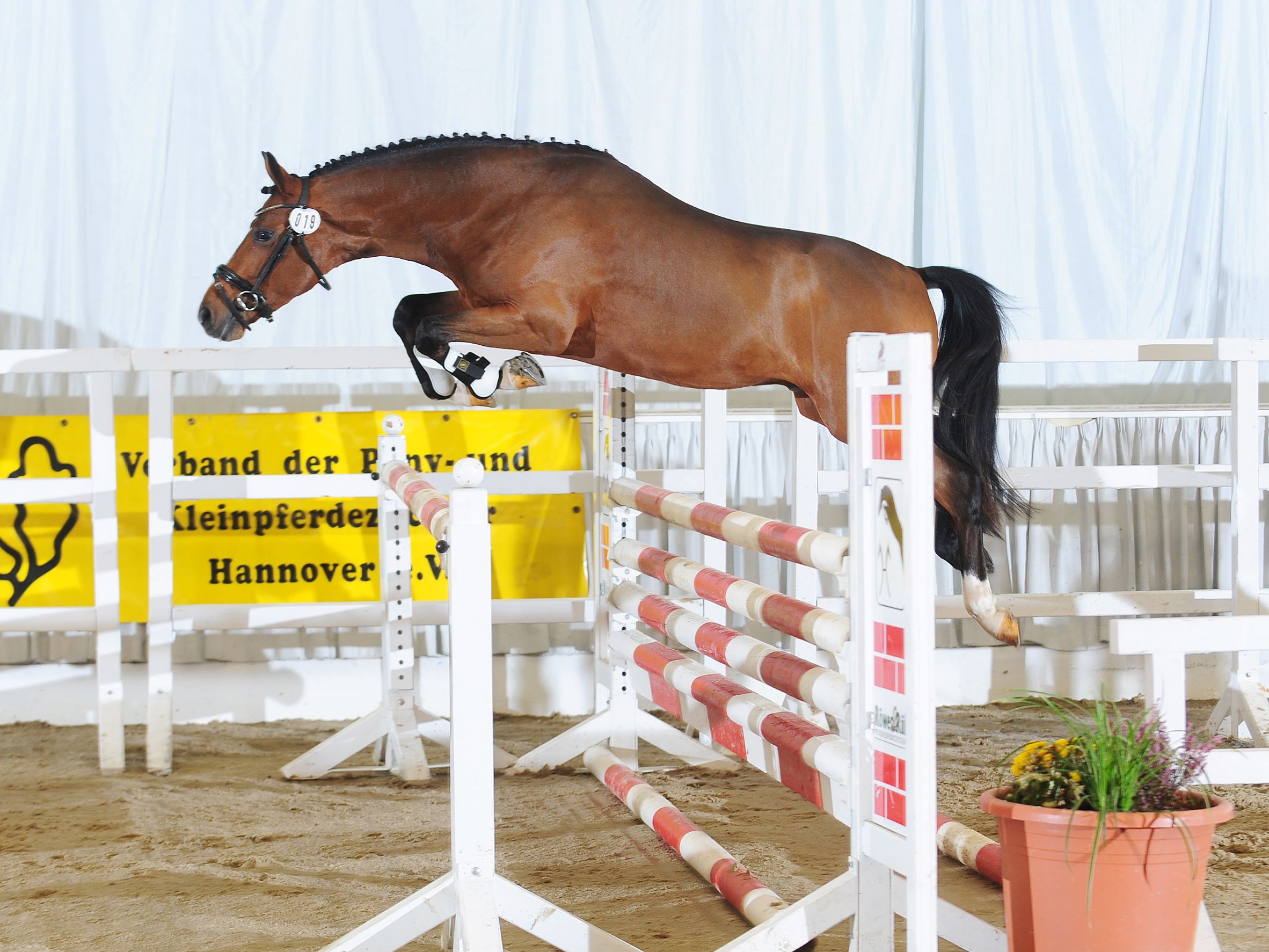 19 Koetsiershoeve El Salvador Lehmann Sieger Native Rassen HU3 7443