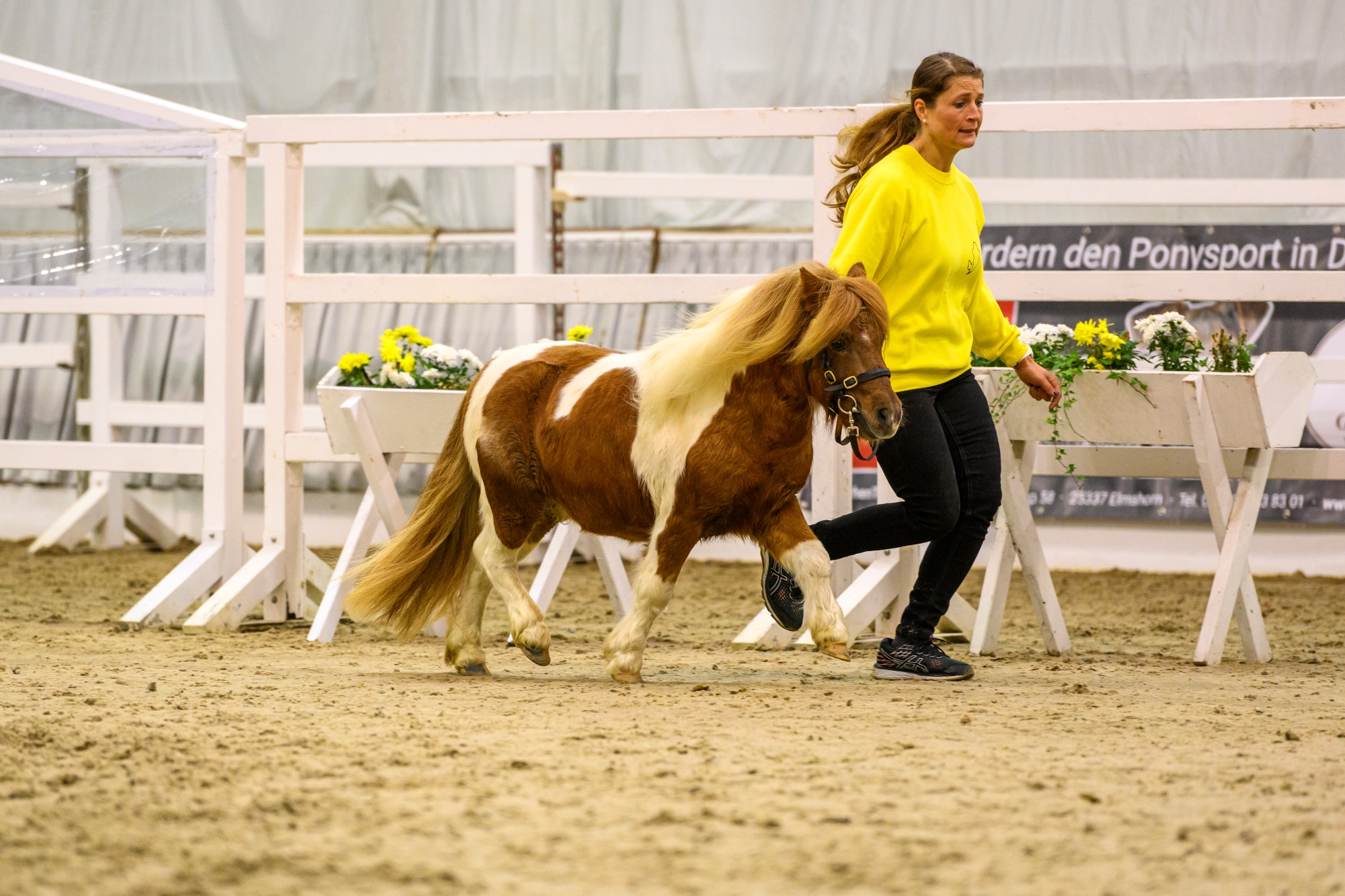 03 Golden Thees von der Talmuehle v Golden Theo B Gustav B Verden 22 TBE 9744 EQUITARIS