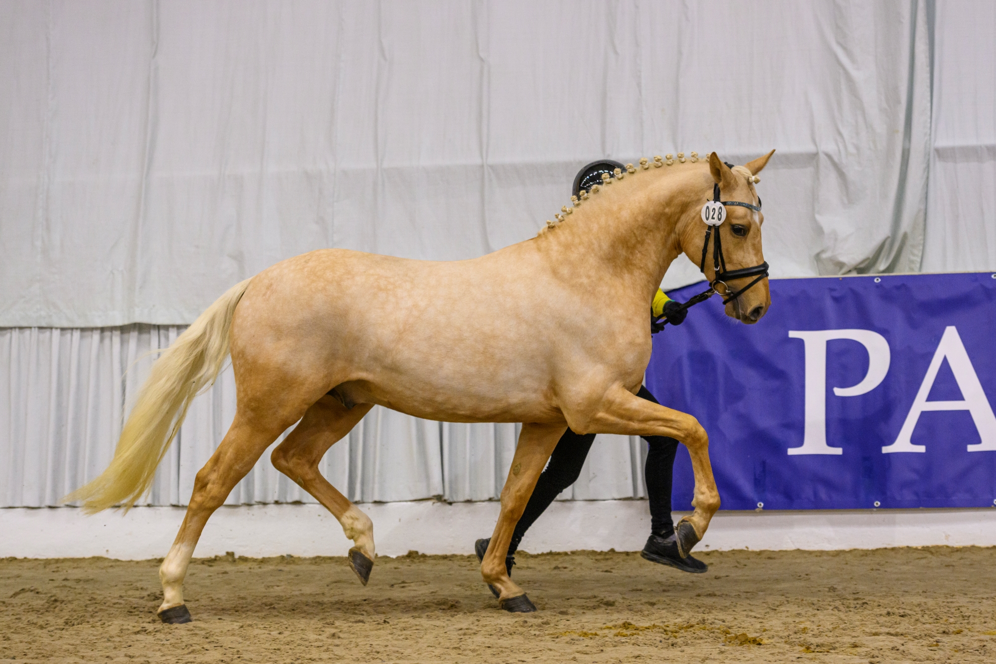 28 Hengst v D Gold AT NRW Nabucco R Verden 22 TBE 1528 EQUITARIS