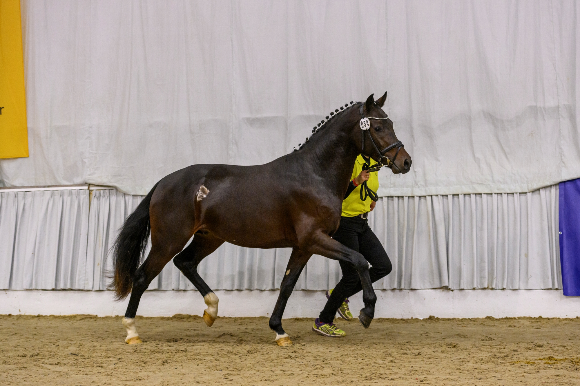 34 Hengst v Designed in Black FS Champion de Luxe Verden 22 TBE 1532 EQUITARIS