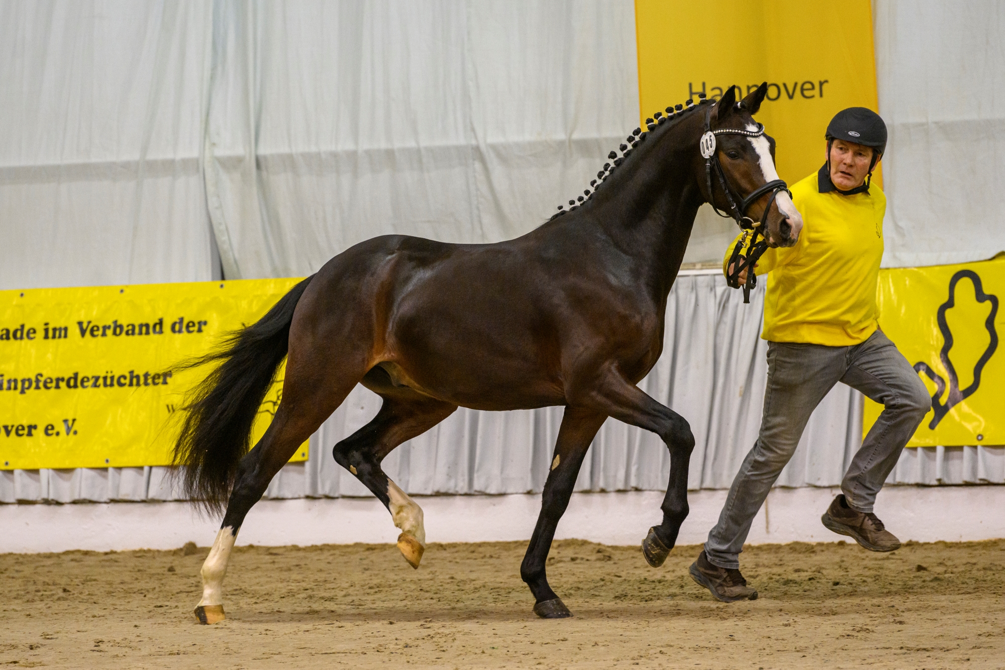 45 Hengst v Kent Nagano WE Hemingway B Verden 22 TBE 1139 EQUITARIS