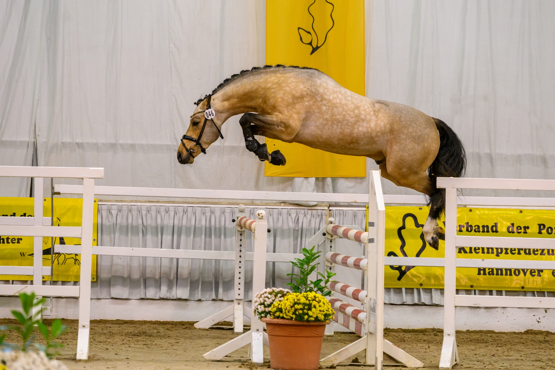 46 Neonlight v Nacromancer in the Dark Maverick Verden 22 TBE 0485 EQUITARIS