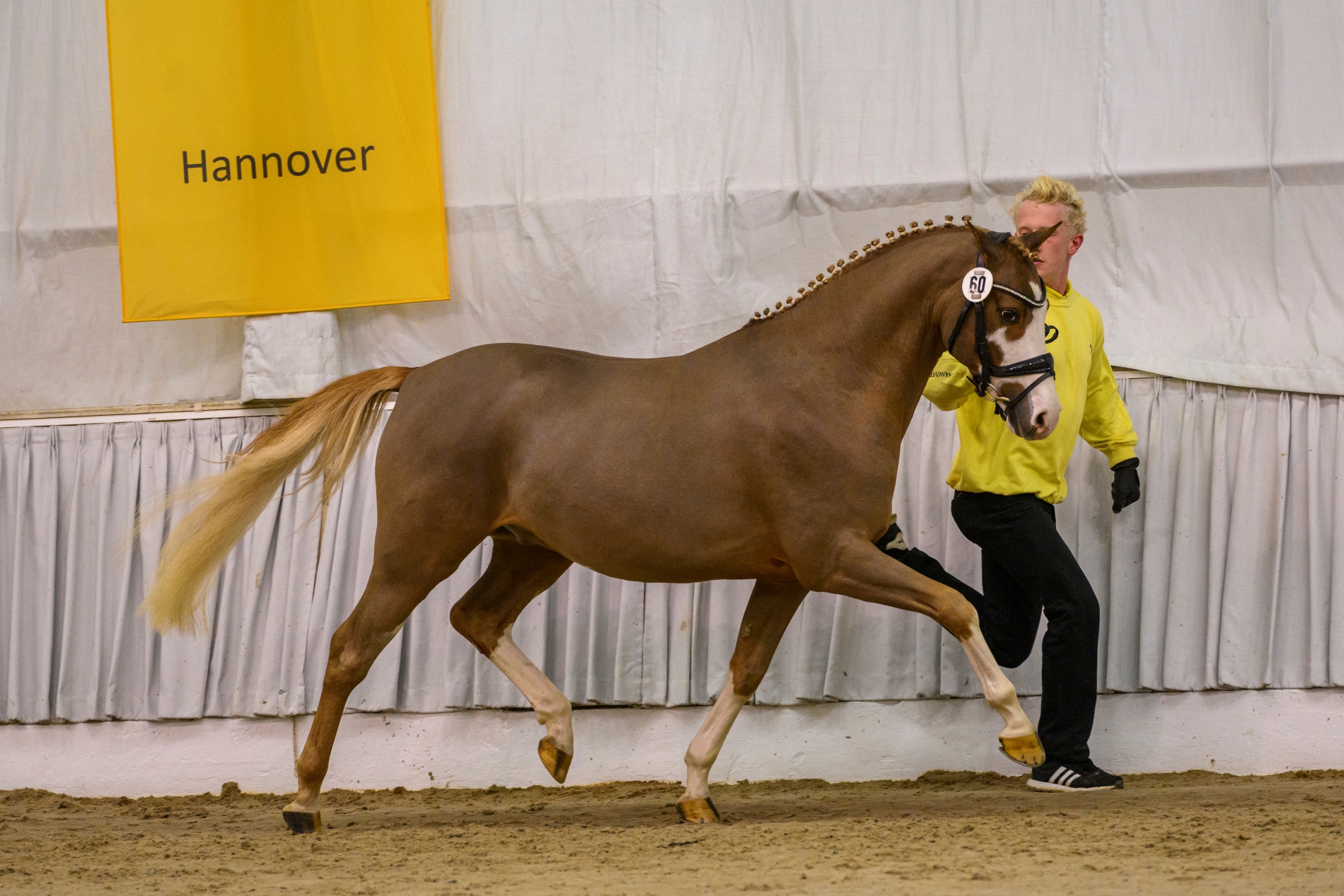 60 MN Sherlock Holmes v Socrates Brillant Verden 22 TBE 1271 EQUITARIS