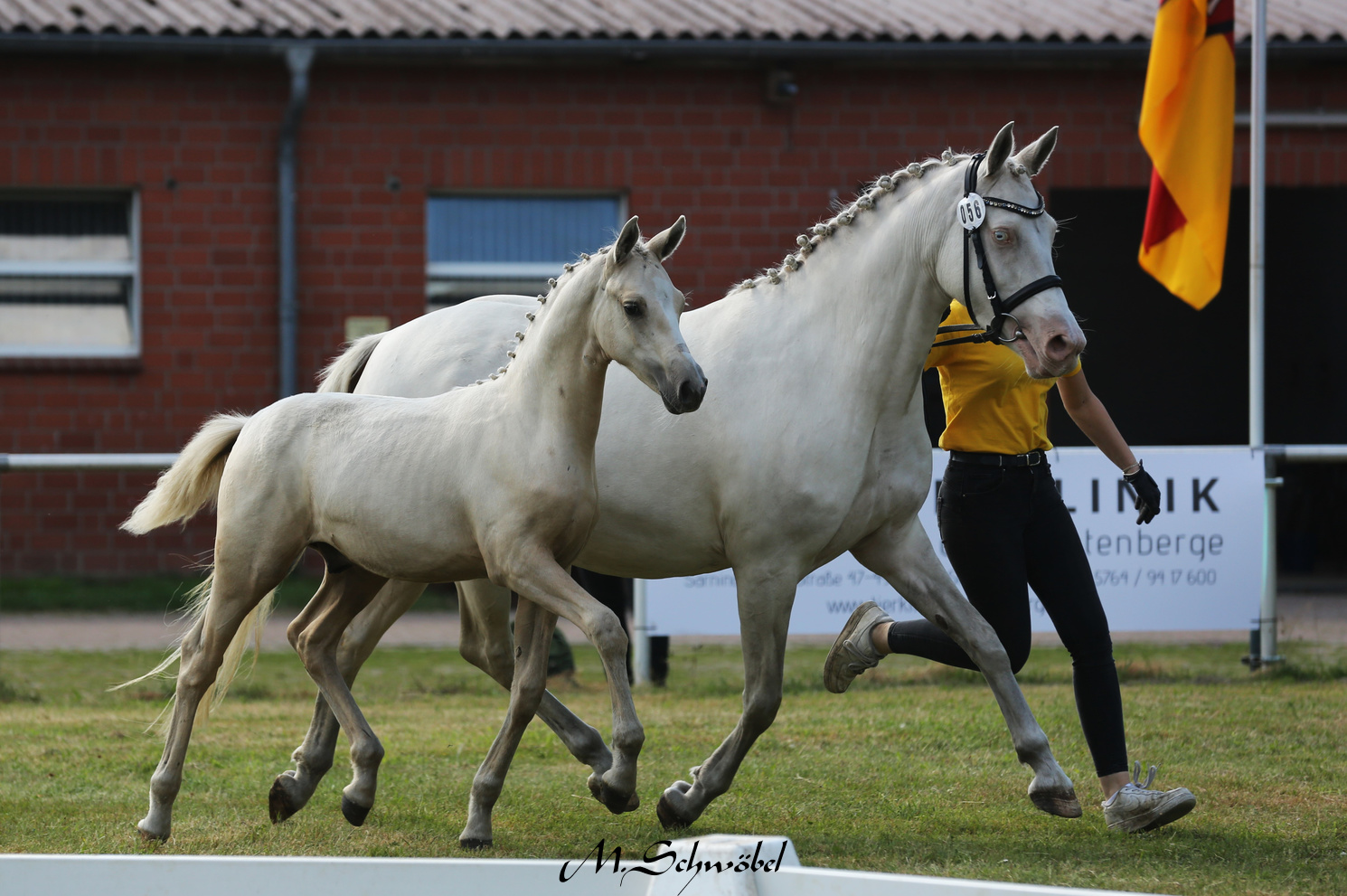 14 Sieger HF DR Da Vinci Jo Wright GB 2