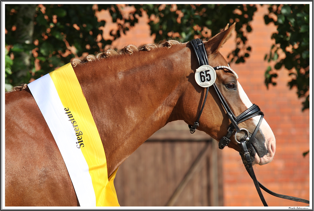 Dt. Reitpony sieger New Edition, Blanken