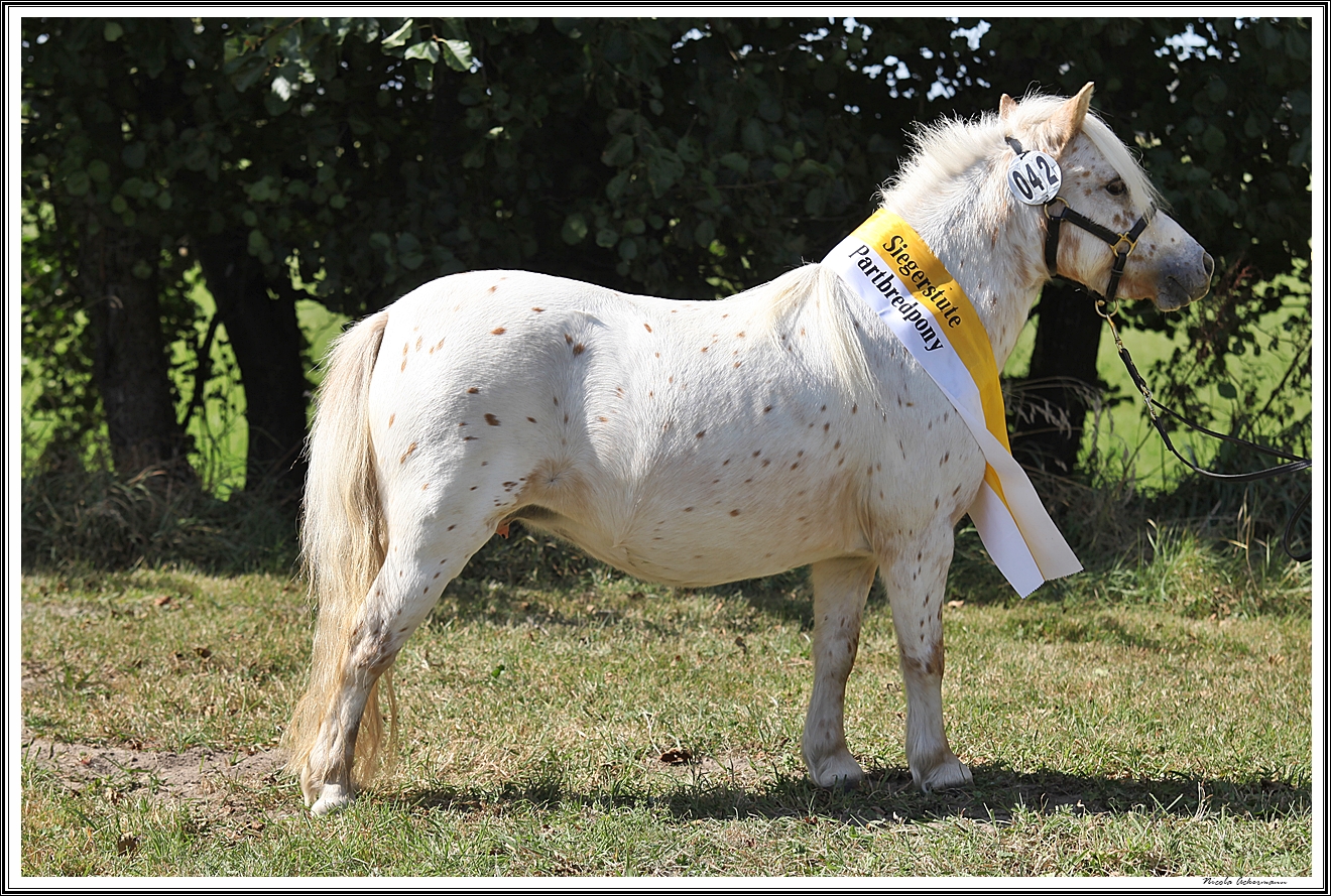 DtPbSp 2 u aelter Sieger Galilahi, Borrmann