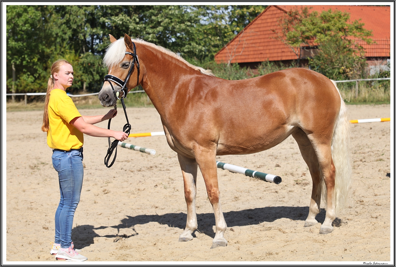 Edelbluthaflinger Luisa 3 j u aelter 1b,  Hinners