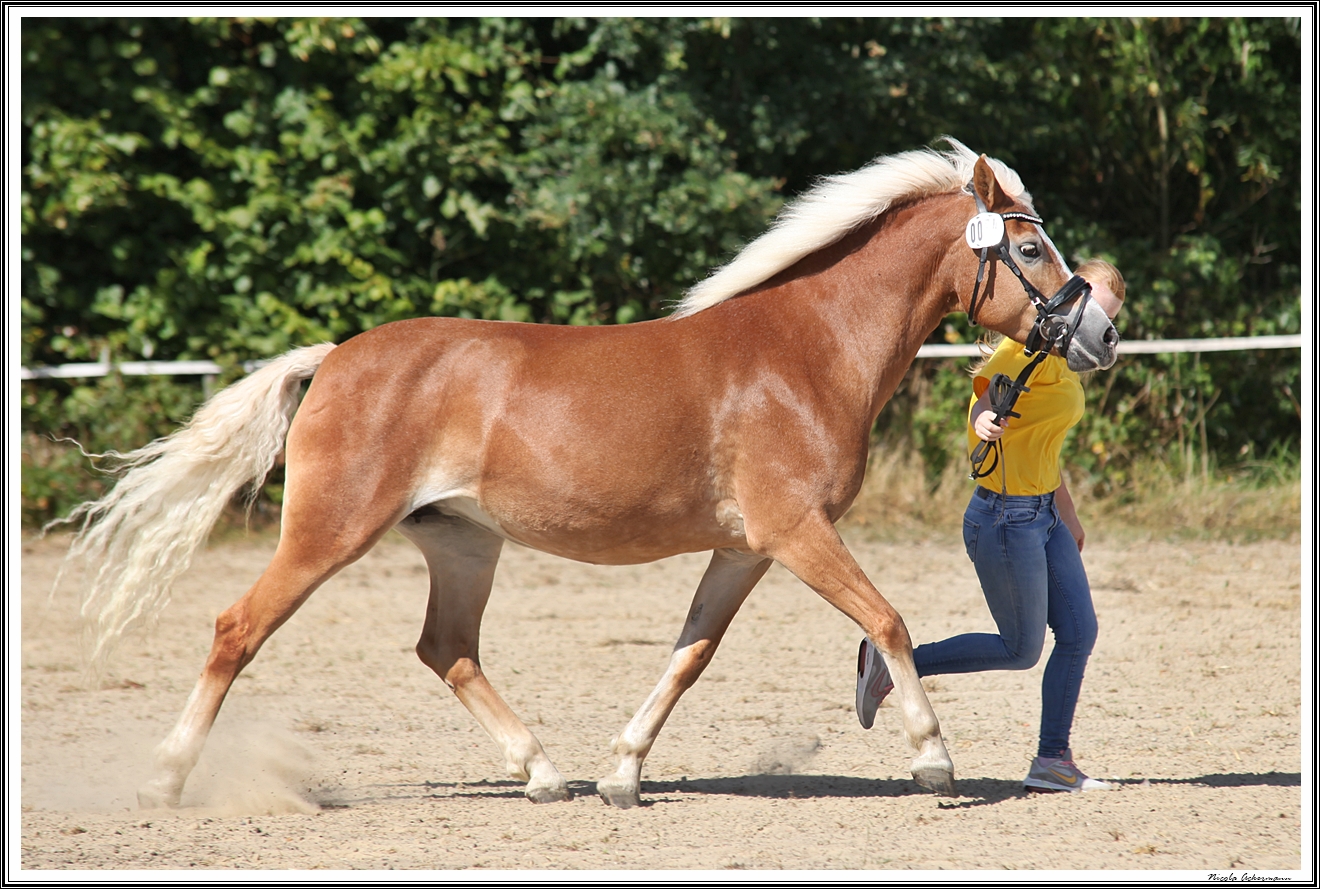 Larena Haflinger 3 u aelter 1a, Hinners