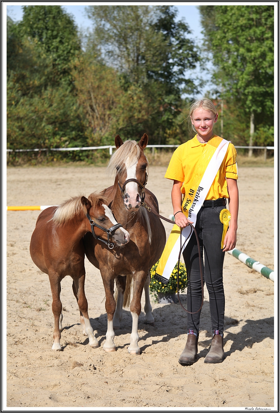 Nijenklosters Beverly Hills Welsh A 3 u aelter Sieger, Podolsky