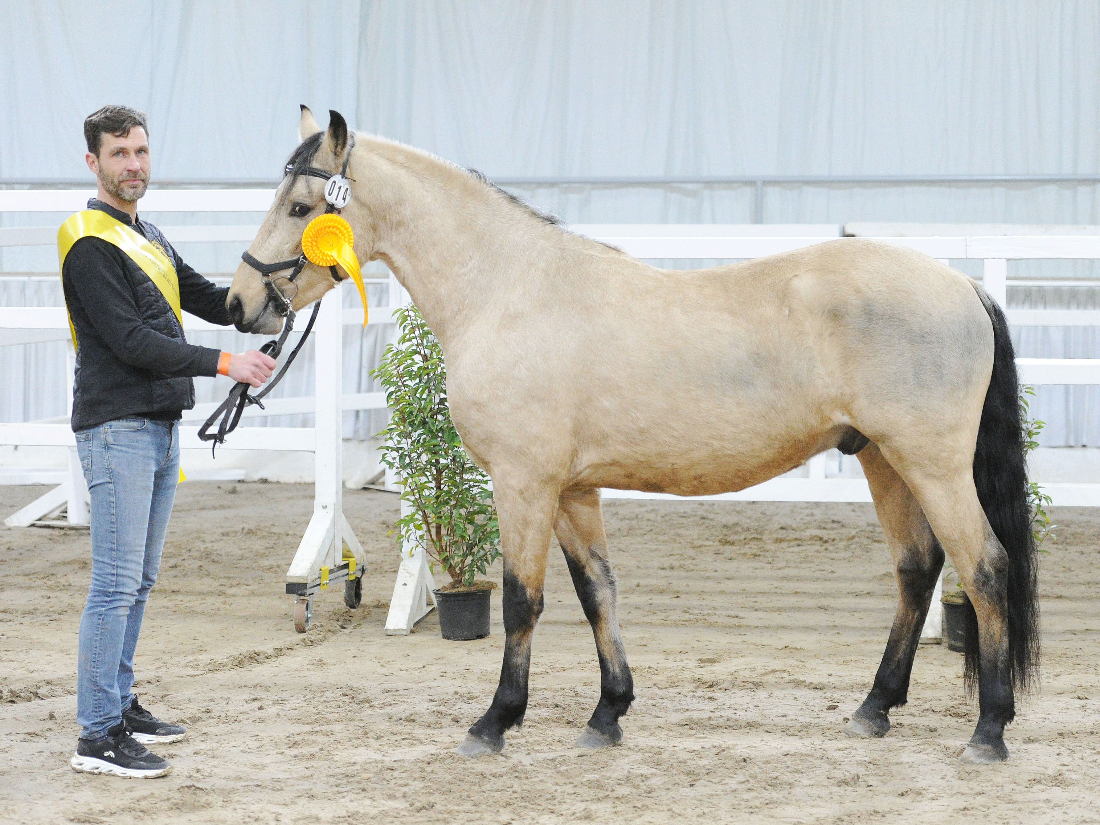 Bandit do High Country v. Haiti do Porto Palmeira Talisma Kafe2