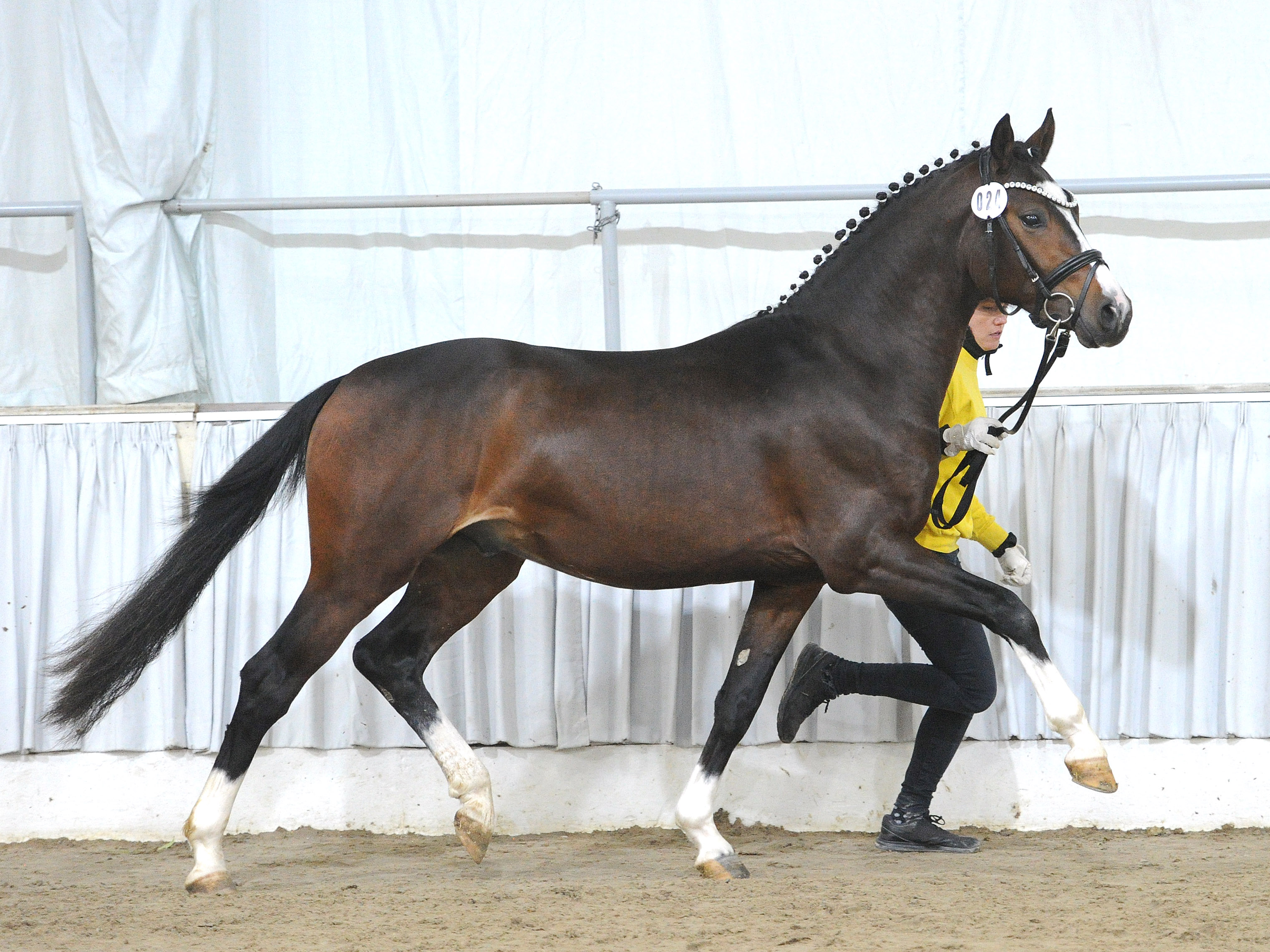 Cheerful Charlie v. Cosmopolitan D NRWTackmanns Dessert de luxe