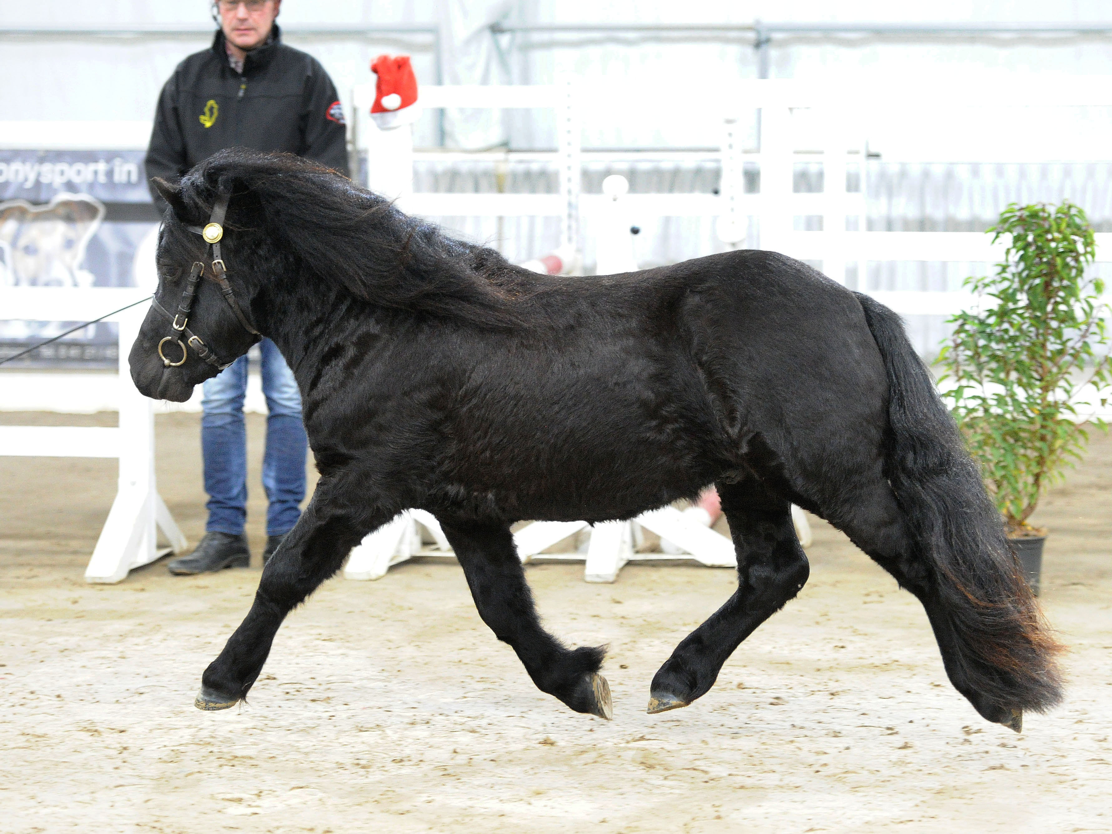 Giersbergs Zyco v. Zeoliet v.d. ZandhoeveWalter v.d. Bloemhof2
