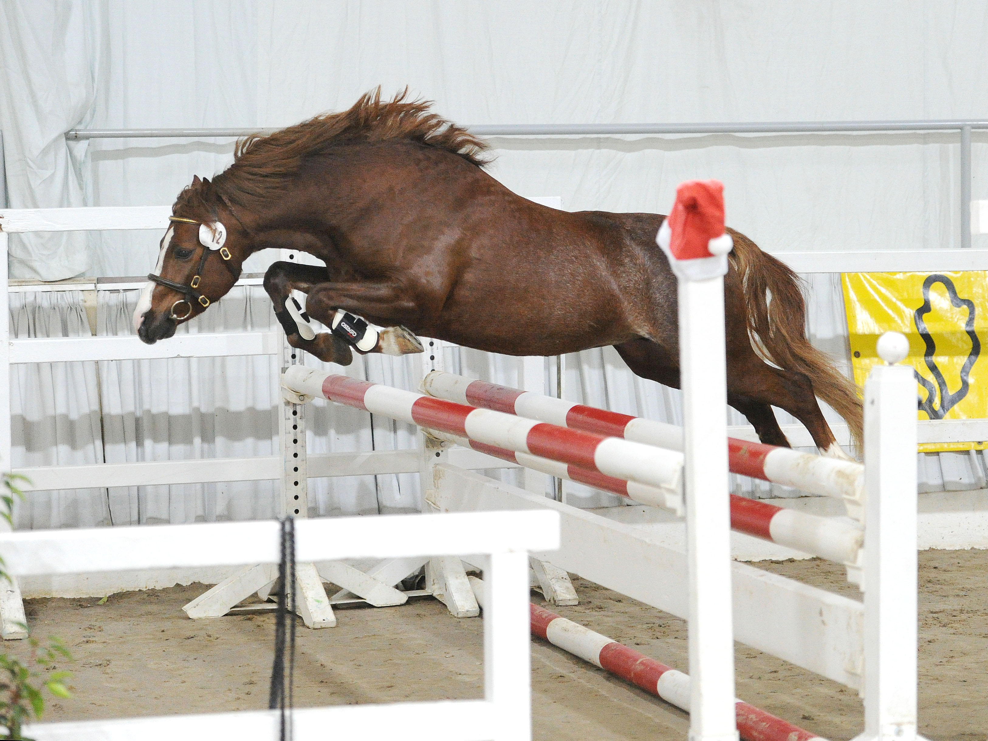 Ricardo AS v. Maarlen RicoRock Grey New York