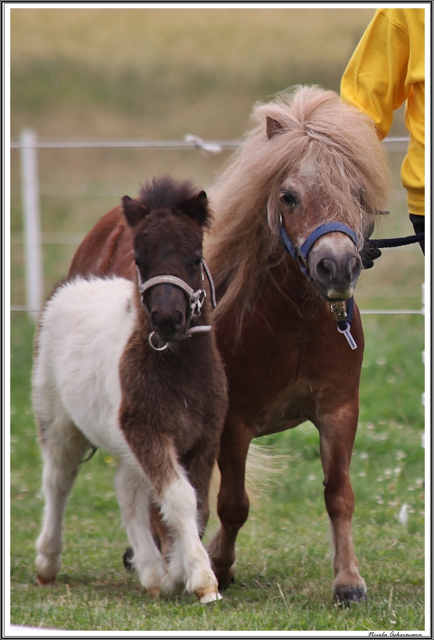 stuten u fohleneintragung langwedel 240625 heinz dreamcatcher v zockeldraff x IMG 9579
